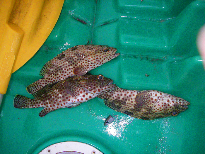 These small groupers take lures well and make good eating. The Black Minnow has disintegrated.