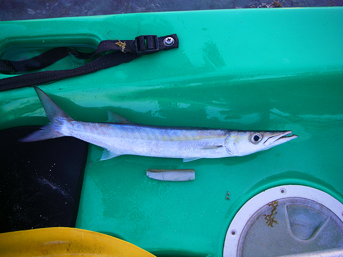 Another common lure catch. Note that barracuda teeth make short work of Black Minnows.