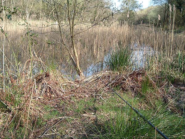 Perhaps not everyones choice of swim (I'm actually fishing)! I think that carp bite much more boldly when they have plenty of cover but of course they still have to be landed.