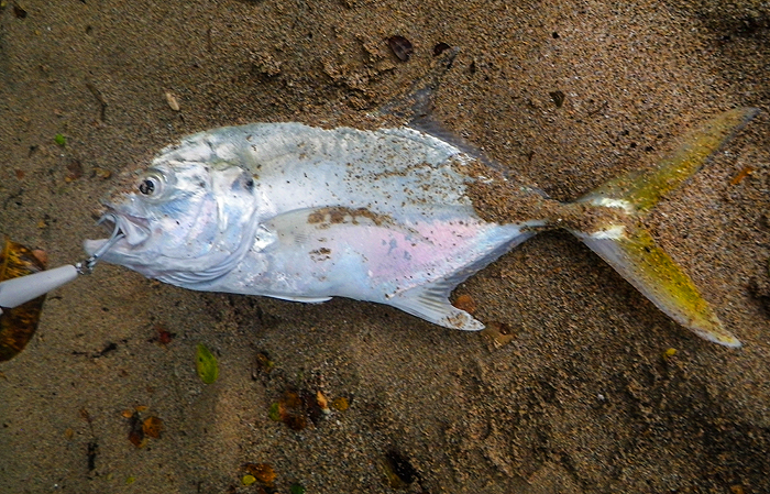 Not the biggest ever but look at the colours and I expect it went like a train.