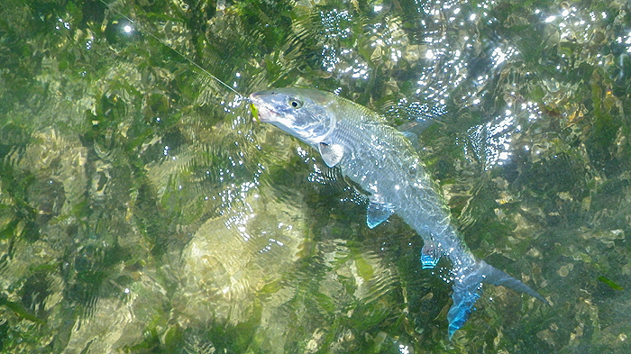 Rob loves catching bones.