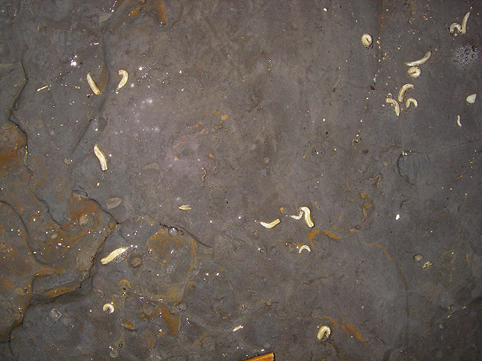 These little maggots survive in seaweed middens throughout the year.