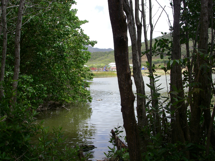 This was by far the easiest spot to fish from in our local lagoon.