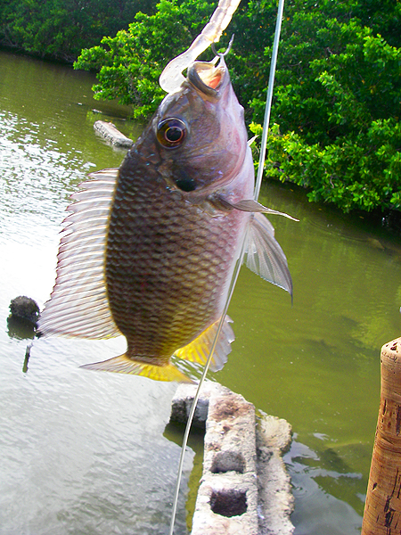 This is my first ever tlapia on the fly. It was landed after an assault course through mangroves and mud to do some fly fishing.