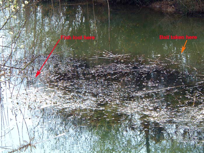 Well it's not often anyone shows a picture of a place where they lost a fish - is it?