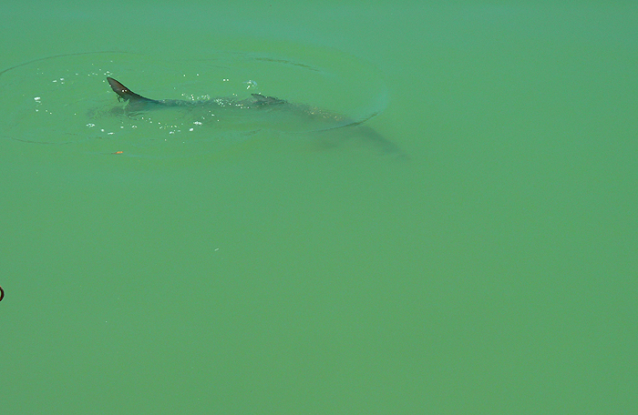The fish seemed to come in for a feed on a daily basis but we didn't like to fish for 'pets'.