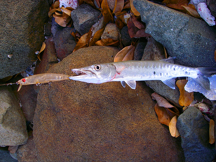 Our first fish of the trip. It was a great relief to land something - anything!
