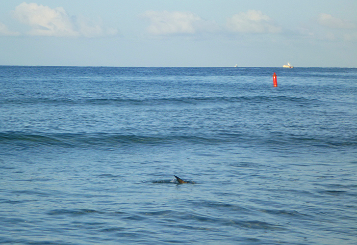 When they root for crabs in shallow water the fins and tails often stick up. The buoy in the background marks the deep channel.