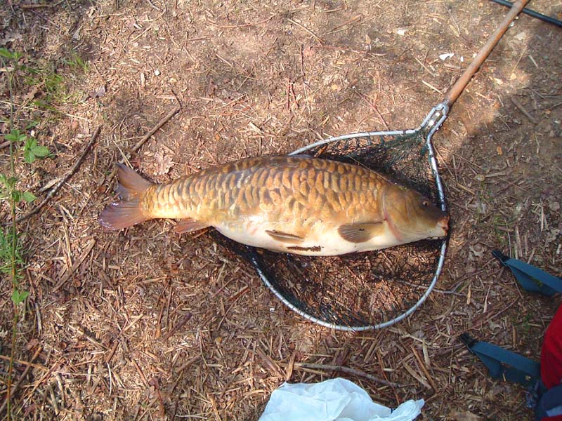 I've lost the bolt out of the spreader block on my big net so I had to squeeze the fish into this one.