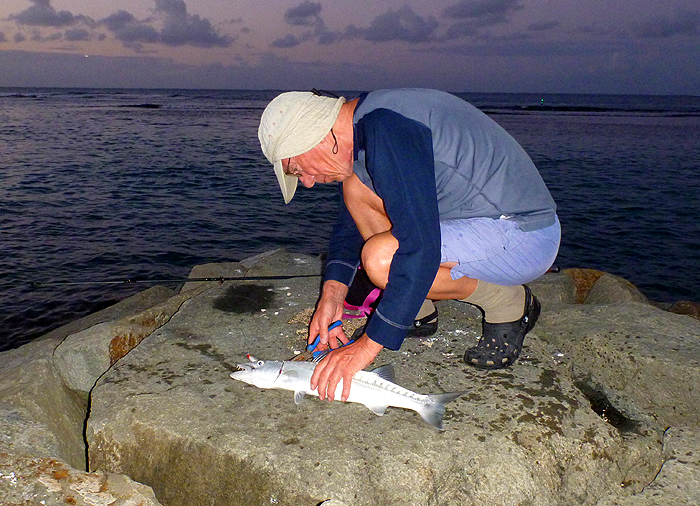 A reasonable fish which fought quite hard.