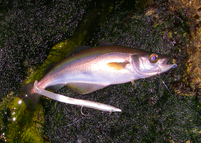 Nicely hooked on the dropper. At least it proved what was giving us the missed bites.