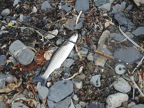 A fly -caught four pound thicklip