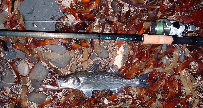 Only a tiddler but there is something very satisfying about hooking a fish just when you expect to.