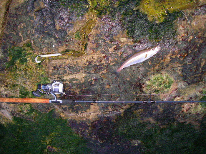 This one also hooked itself on the little eel.