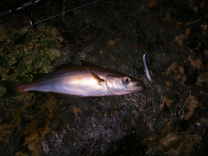 The same fish but it's managed to spit the hook out.