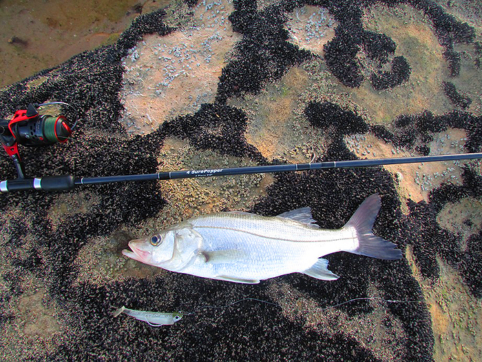 There is actually a species of snook called a 'fat snook'. Could this be one?.