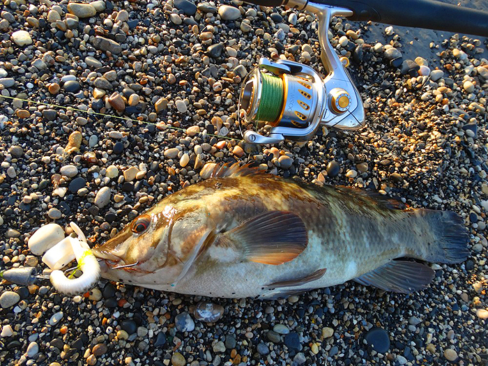 Bill caught this one. He'd have preferred a bass.