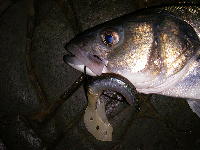 Every time I use a weedless lure I have doubts about hooking fish. No need to worry eh?