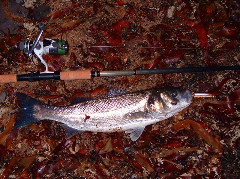 Still gloomy so the auto-flash was in operation on the camera. This one really did put up a good show. Two bites - two fish is about as good as it gets when I'm spinning.