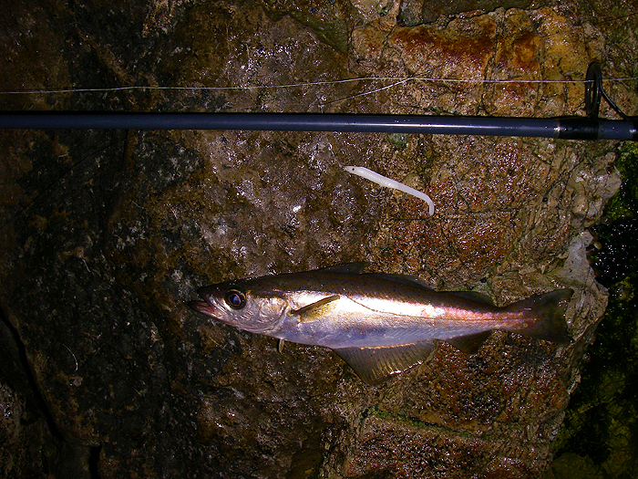 This one took my dropper but Rob had fish on a plug and a wedge.