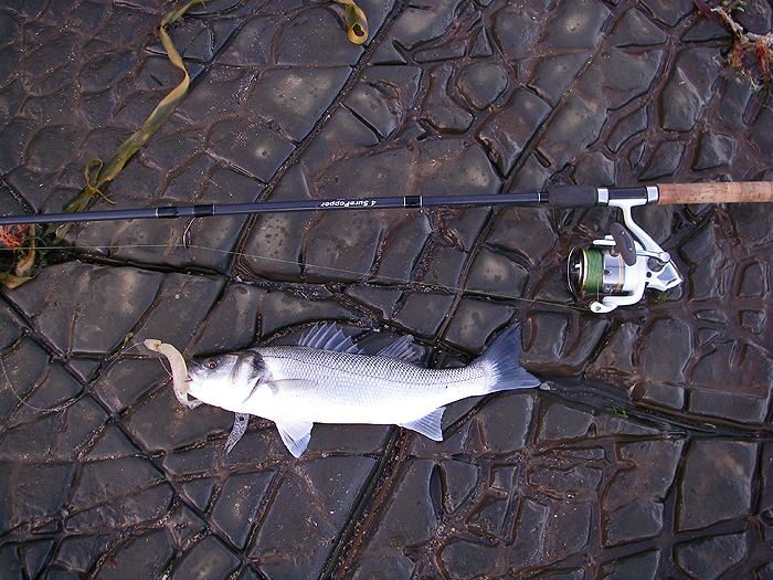 Not as big as Bill's but a nice looking fish.