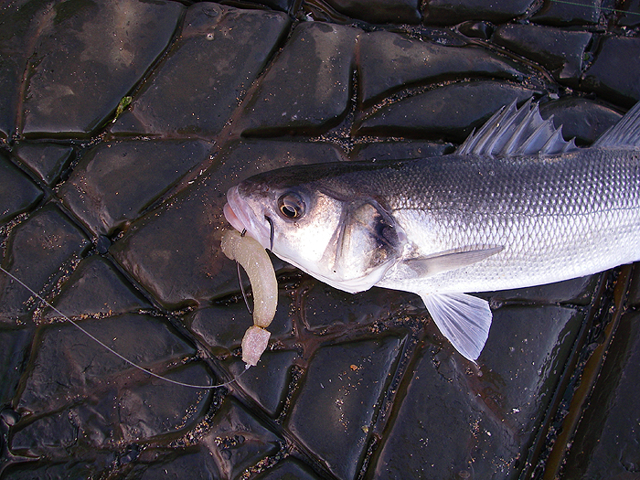 The lure's almost totally weedless with the soft-snout I've added and the big Hooking Master hook has released beautifully.