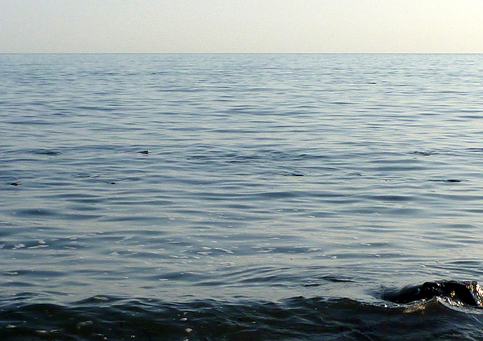 Steve took this picture of surface feeding mullet - well before high water.