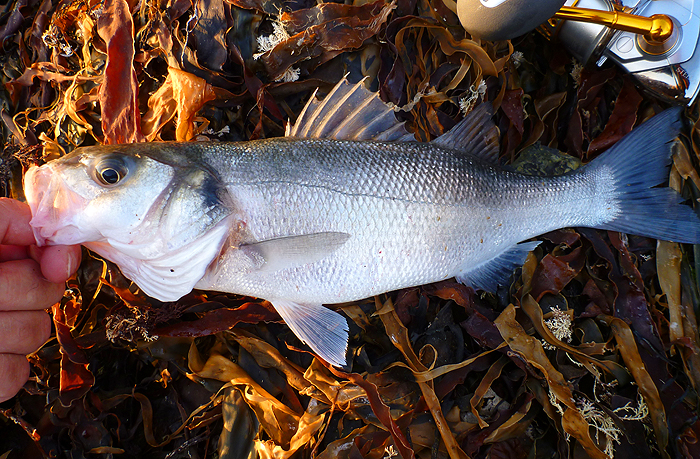 His second one was a bit bigger than this.