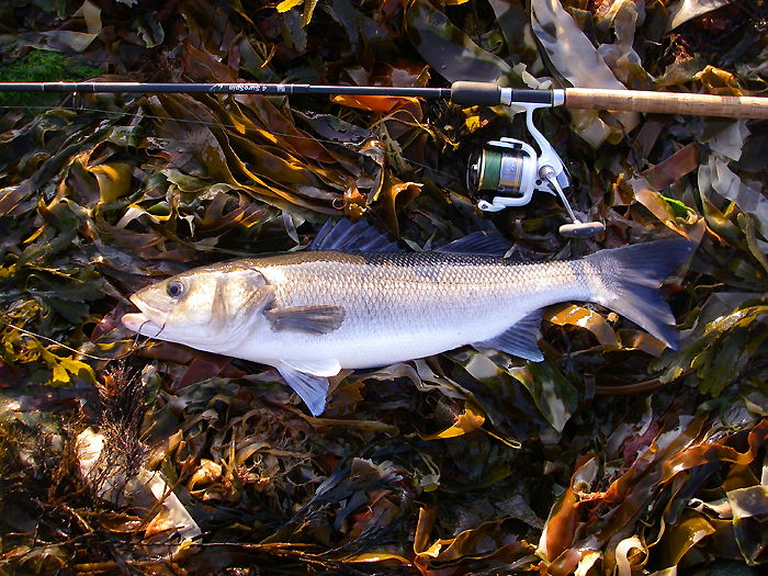 Beautifully hooked on the 6/0 circle hook.