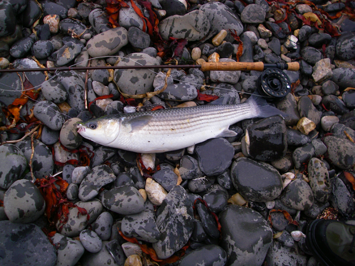 After a long struggle the mullet is safely on the beach to have its picture taken..