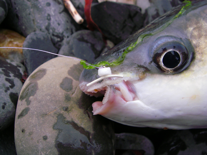 All the way from New Zealand Alan's maggot fly is securely lodged in the mullet's lip.