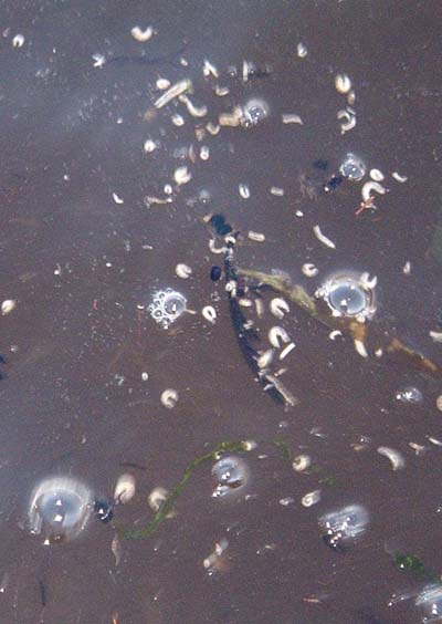 Floating on the calm surface the little wriggling maggots attracted lots of good mullet.