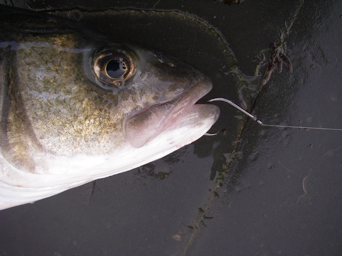 The little spinning rod is more than adequate to pull home a sharp 6/0 circle hook.