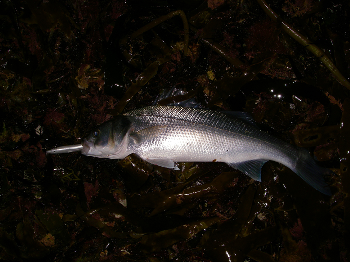 This was the first and the biggest of my seven fish.