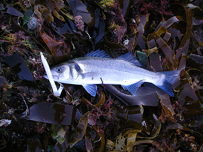 A fair bit smaller but still a welcome catch..