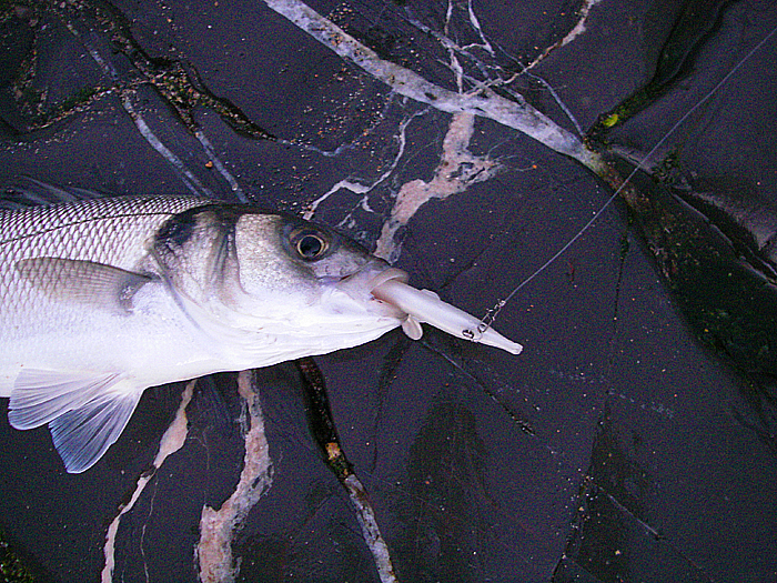 Well hooked, just like all the others that I caught. The big Redgill hooks are excellent.