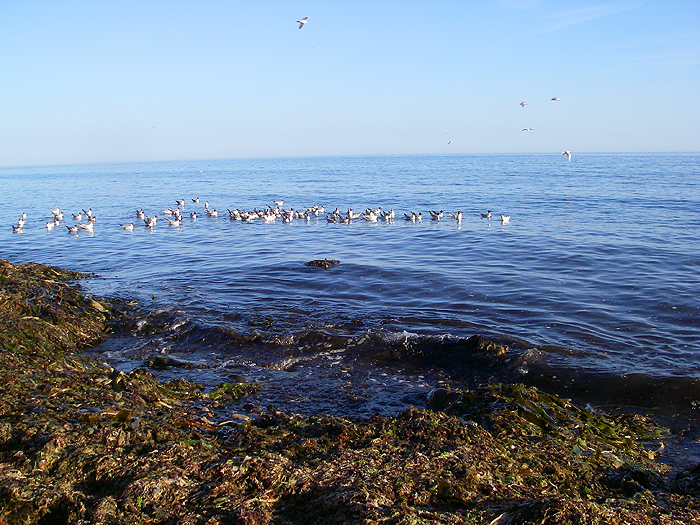 Plenty of maggoty weed. Black headed gulls are usually a good sign of surface drifting seaweed fly maggots.