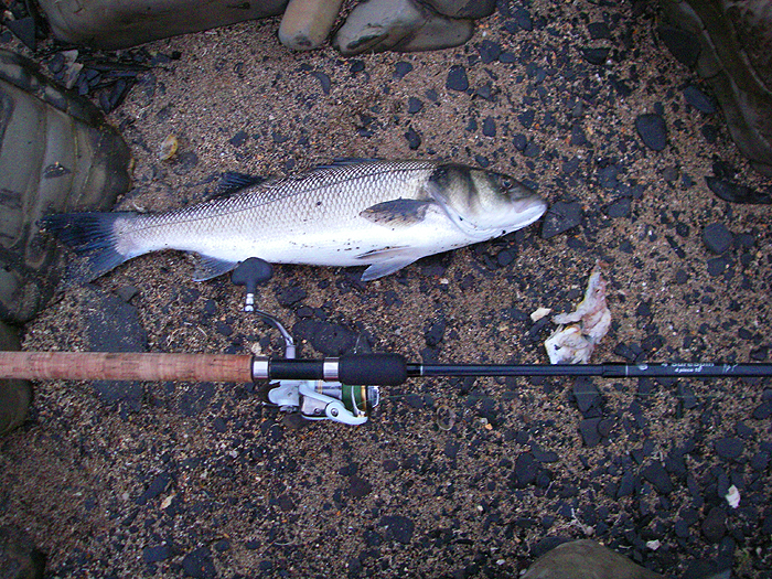 No monster but plenty of excitement catching it. Note the remains of the large mackerel fillet.