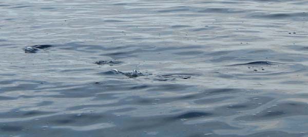 Any sign of angler or fly line and away they go.