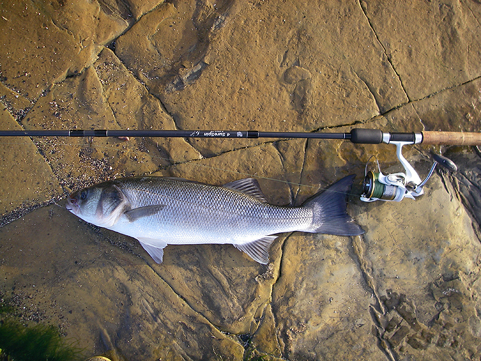 this is the smaller one I caught from the shallow weedy gulley.