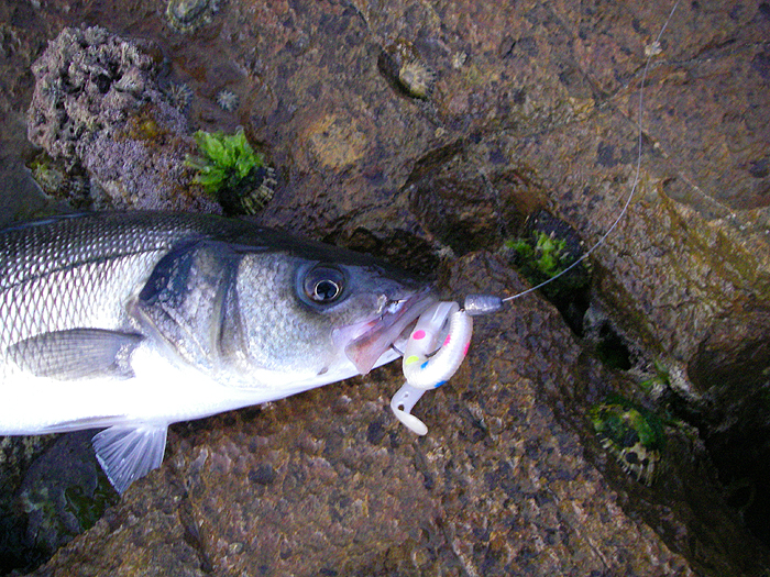 Beautifully hooked on the rather oddly coloured spotted Slug-Gill.