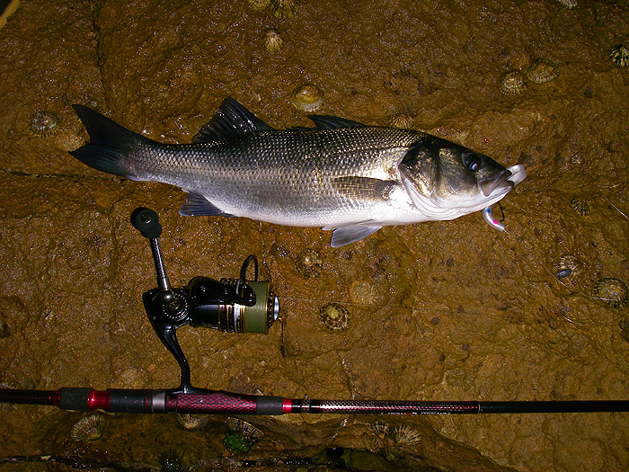 I had to use the flash for my picture as it was still darkish. Note the superb line lay on the Mitchell.