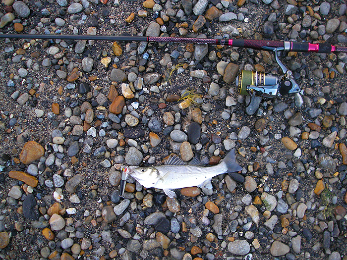 This little devil was clearly after a decent meal.