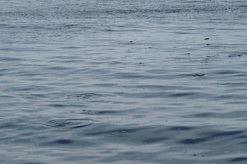 The fish are skimming the surface with snouts and eyes showing. I would try to cast the fly into the group top-right of the picture..