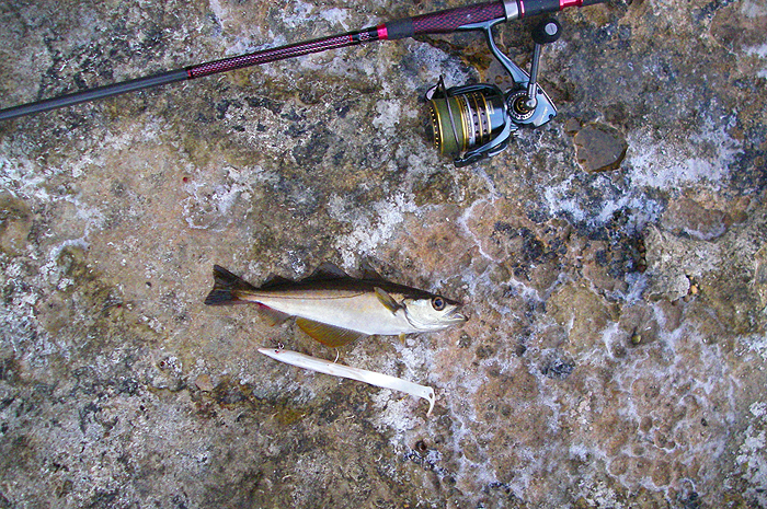 One of the few. The pollack here are rarely large but they are usually abundant - not this summer!.