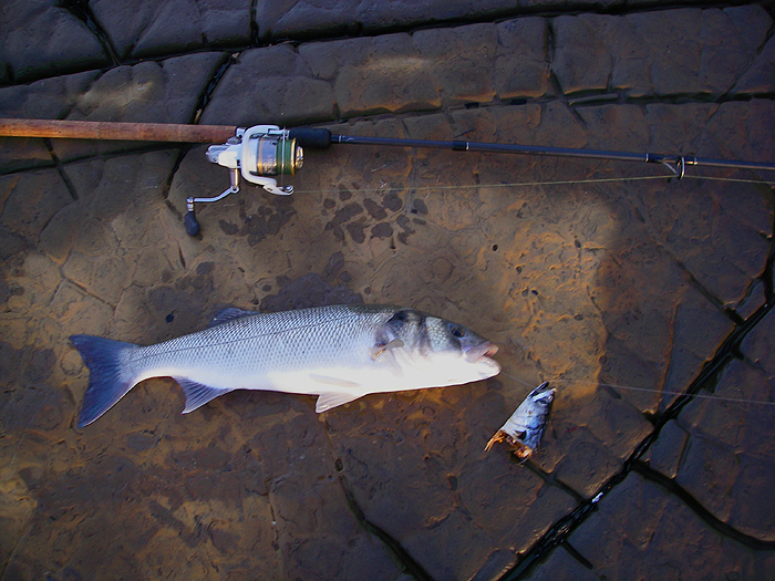I was well pleased with a five pounder for my short session.