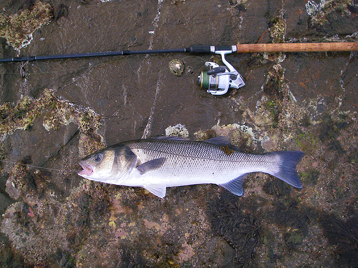 Almost seven pounds and if anything a little on the thin side.