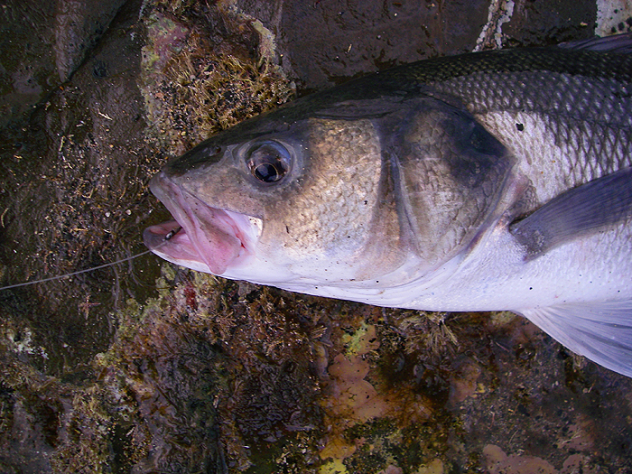 The 6/0 hook is actually in the scissors on the other side of its mouth.