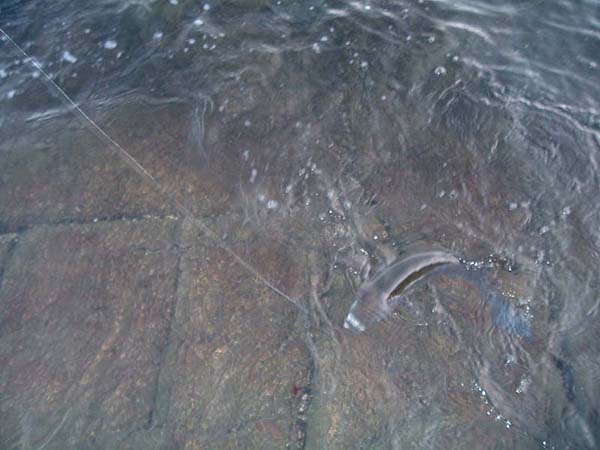 This one fought like hell and was well hooked in the lip.