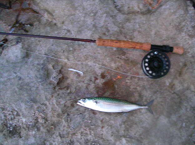 I had this one on the fly gear just for fun.